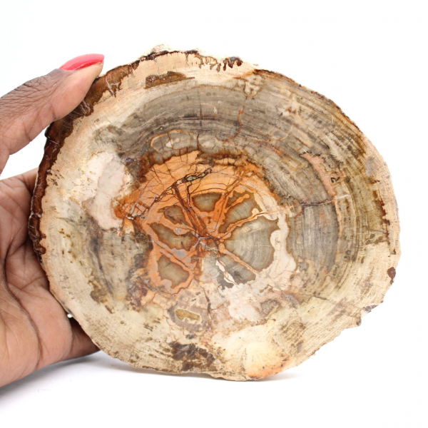 Slice of Petrified Wood from Madagascar - Scientific Object