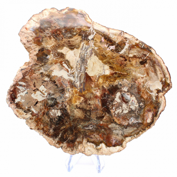 Large Slice of Petrified Wood - Majunga Collection