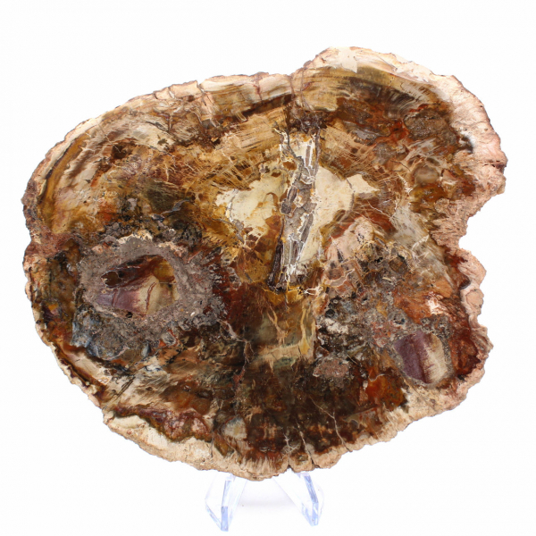 Large Slice of Petrified Wood - Majunga Collection