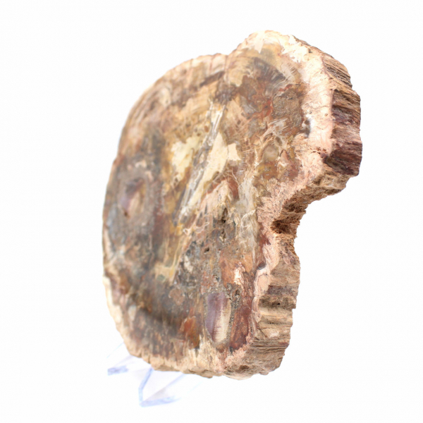 Large Slice of Petrified Wood - Majunga Collection