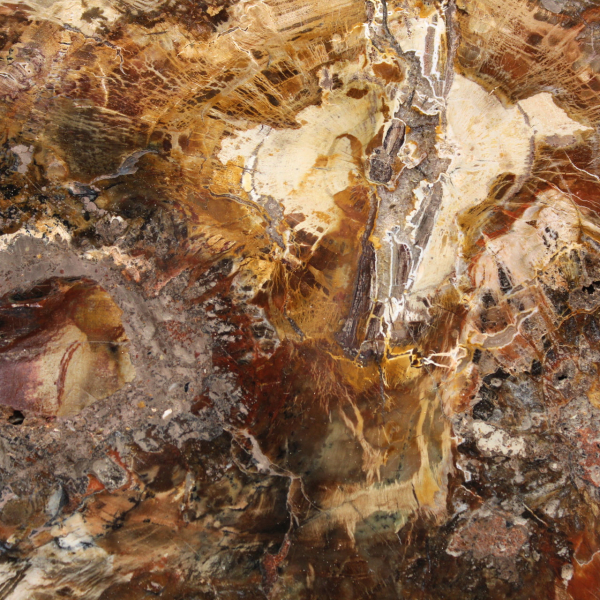 Large Slice of Petrified Wood - Majunga Collection