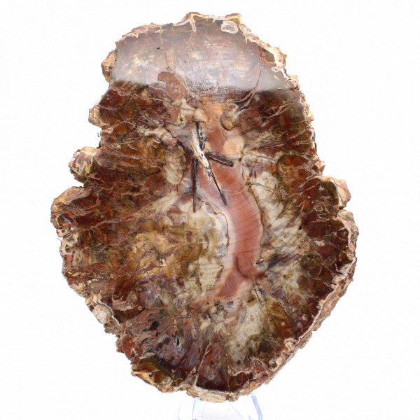 Fossilized Wood from Madagascar - Large Polished Slice