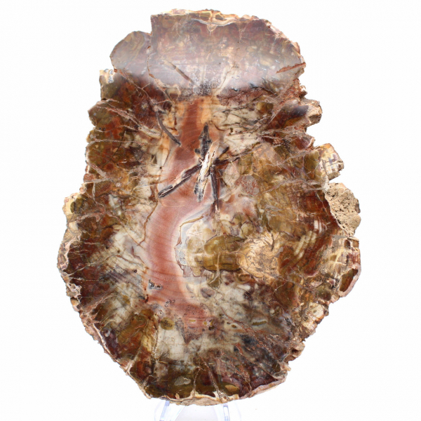 Fossilized Wood from Madagascar - Large Polished Slice