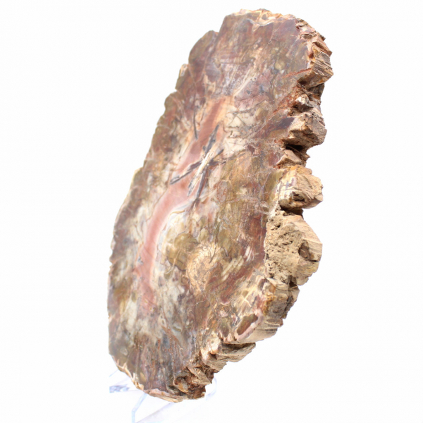 Fossilized Wood from Madagascar - Large Polished Slice