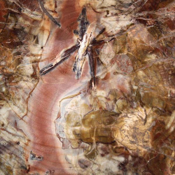 Fossilized Wood from Madagascar - Large Polished Slice