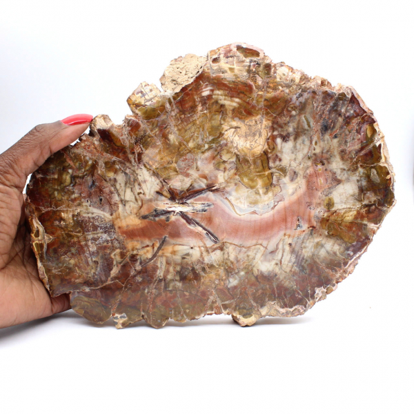 Fossilized Wood from Madagascar - Large Polished Slice