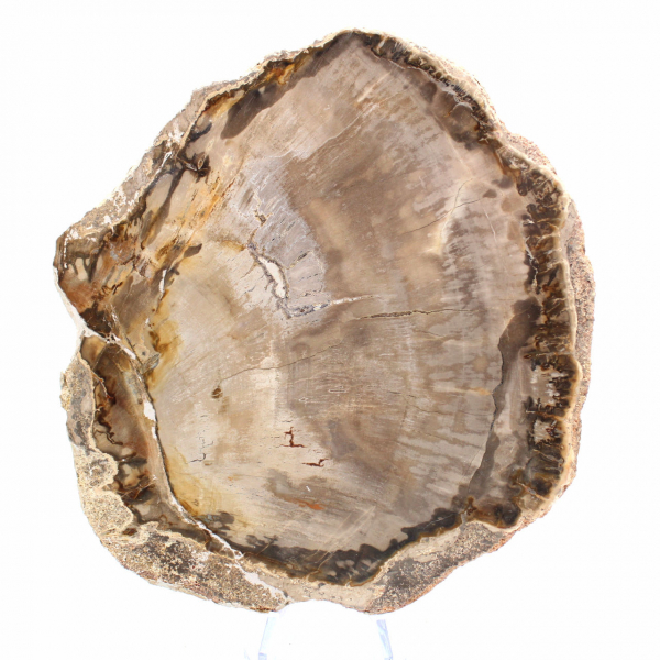 Slice of Petrified Malagasy Wood - Mineral Aesthetic