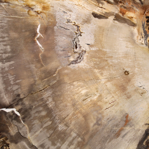 Slice of Petrified Malagasy Wood - Mineral Aesthetic