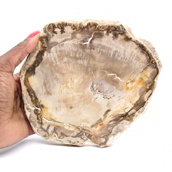 Slice of Petrified Malagasy Wood - Mineral Aesthetic