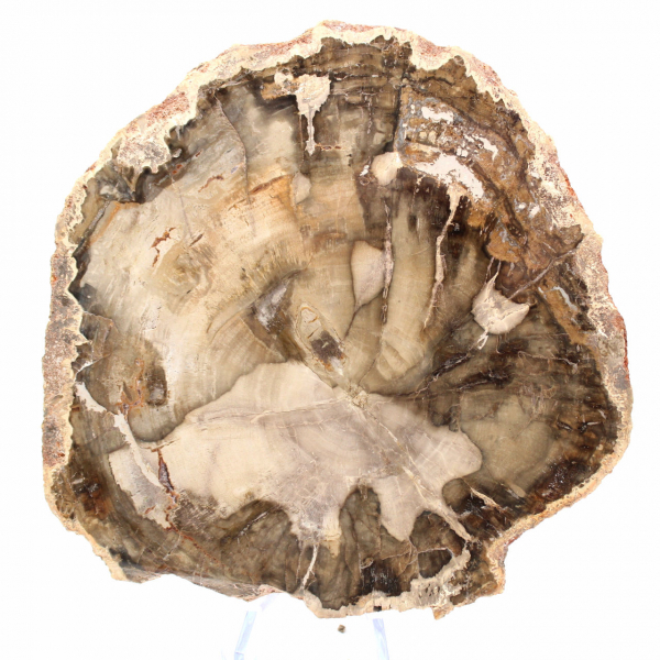 Fossilized Wood from Madagascar - Decorative Collection Section