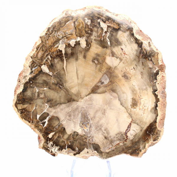 Fossilized Wood from Madagascar - Decorative Collection Section