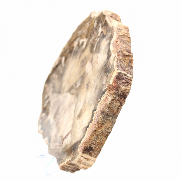 Fossilized Wood from Madagascar - Decorative Collection Section