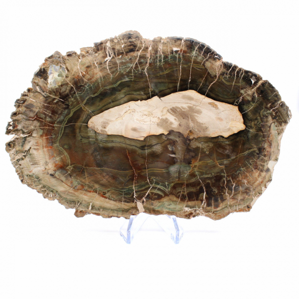 Elongated Slice of Silicified Wood - Origin Madagascar