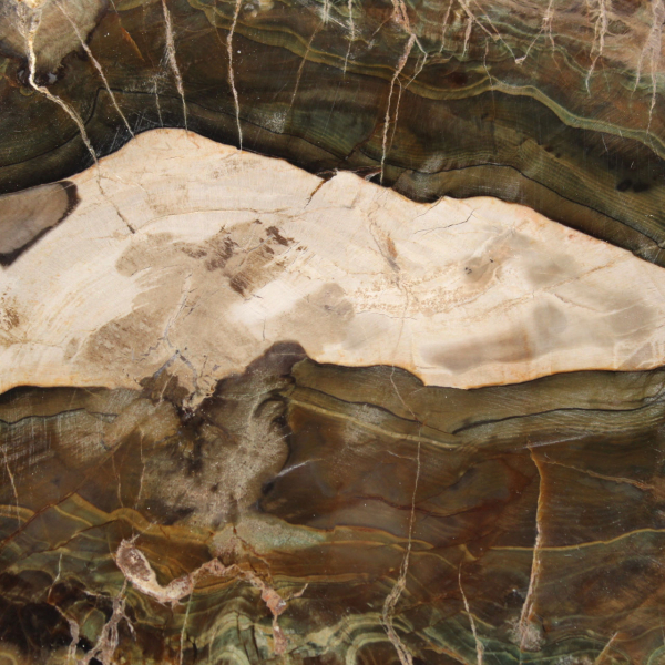 Elongated Slice of Silicified Wood - Origin Madagascar