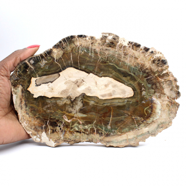 Elongated Slice of Silicified Wood - Origin Madagascar