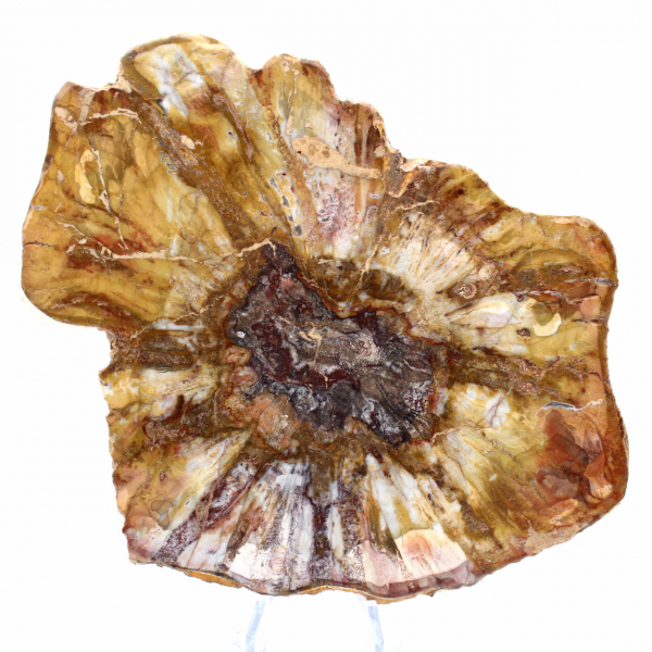 Polished Section of Fossil Wood - Mineral from Majunga