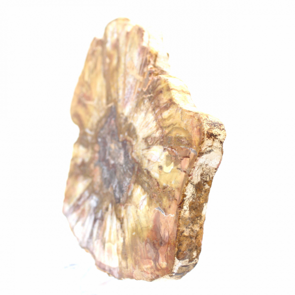 Polished Section of Fossil Wood - Mineral from Majunga