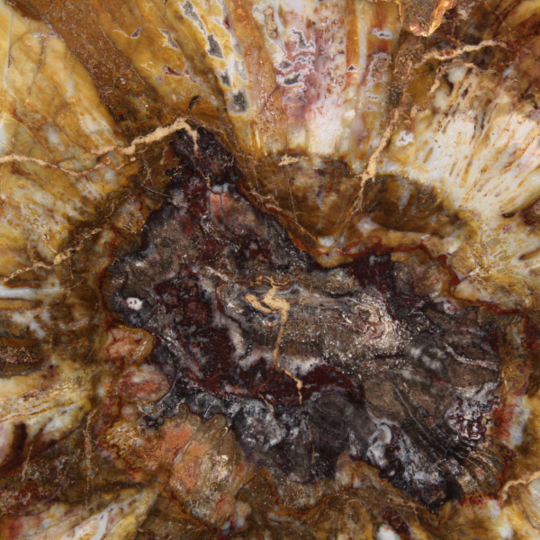 Polished Section of Fossil Wood - Mineral from Majunga