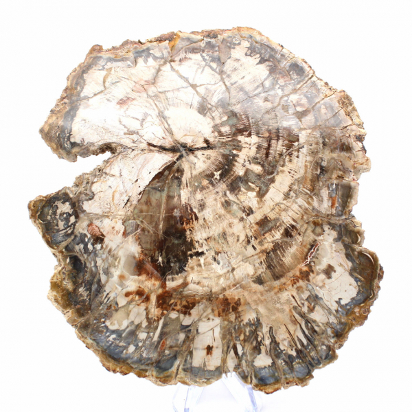 Large Slice of Petrified Wood from Madagascar - Exceptional Piece