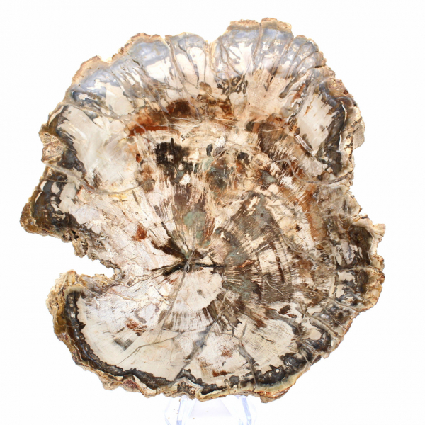 Large Slice of Petrified Wood from Madagascar - Exceptional Piece