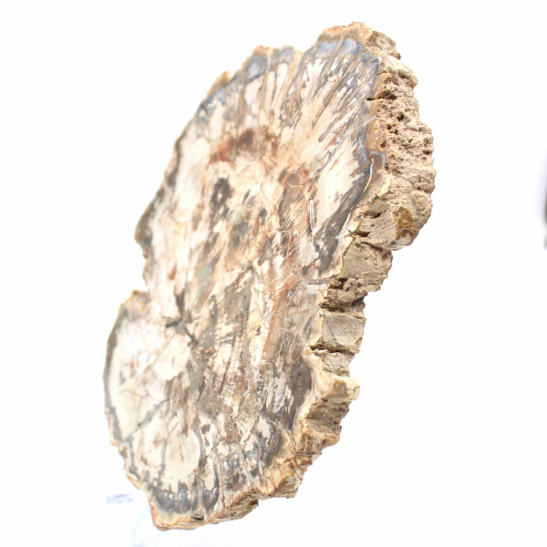 Large Slice of Petrified Wood from Madagascar - Exceptional Piece