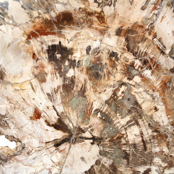 Large Slice of Petrified Wood from Madagascar - Exceptional Piece