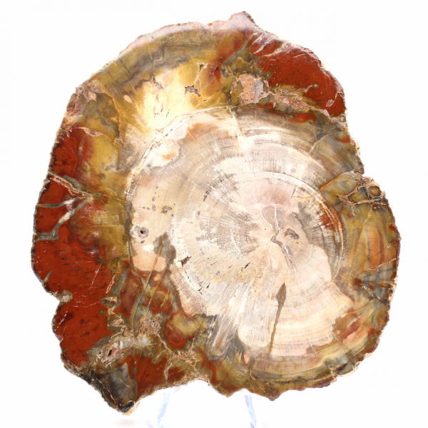 Petrified Wood from Madagascar - Square Slice for Collection
