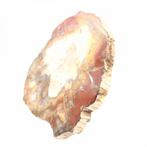 Petrified Wood from Madagascar - Square Slice for Collection