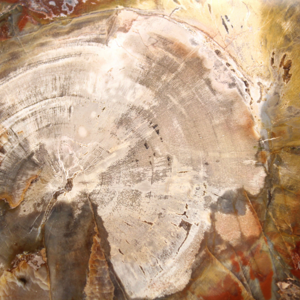 Petrified Wood from Madagascar - Square Slice for Collection