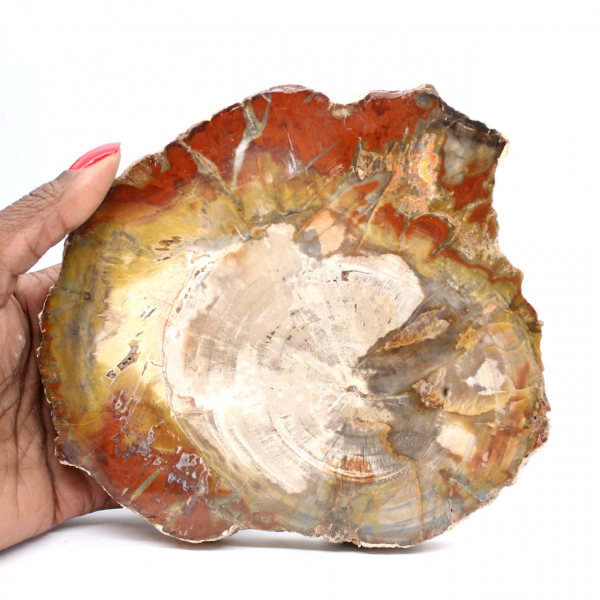Petrified Wood from Madagascar - Square Slice for Collection