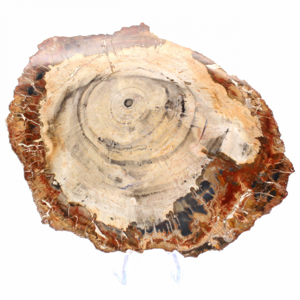 Polished Fossil Wood Slice - Majunga Specimen