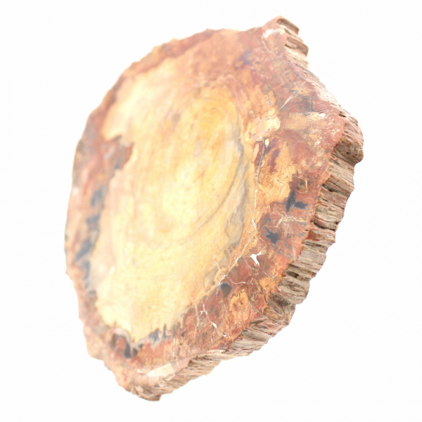 Polished Fossil Wood Slice - Majunga Specimen