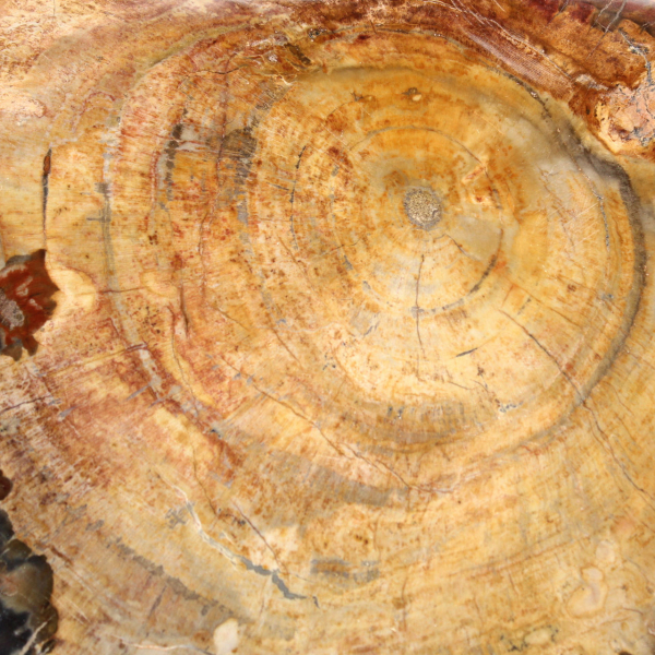 Polished Fossil Wood Slice - Majunga Specimen