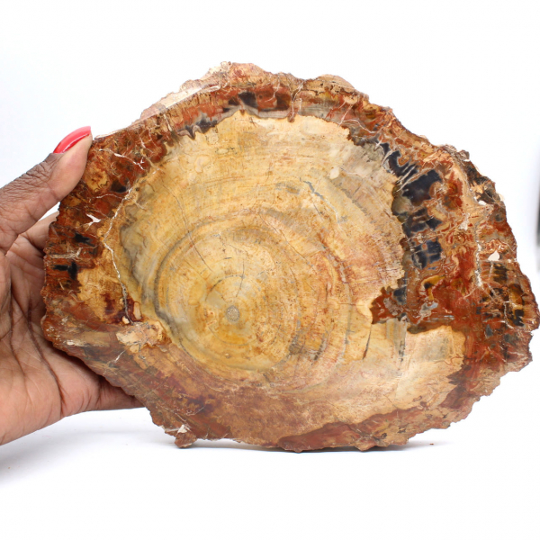 Polished Fossil Wood Slice - Majunga Specimen