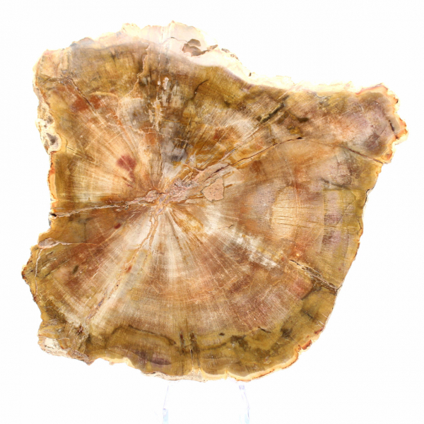 Section of Petrified Wood from Madagascar - Collection Quality