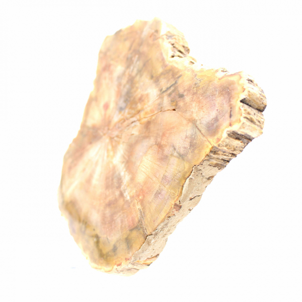 Section of Petrified Wood from Madagascar - Collection Quality