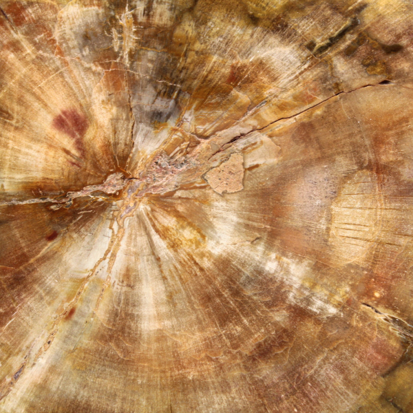 Section of Petrified Wood from Madagascar - Collection Quality