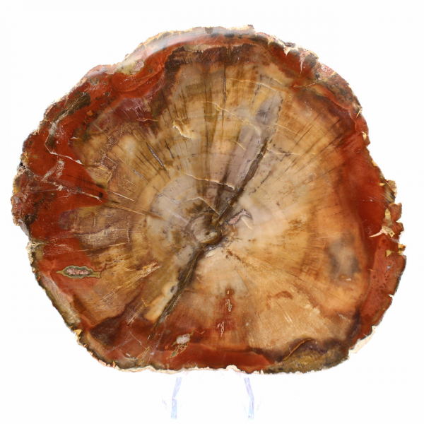 Fossilized Majunga Wood - Authentic Polished Slice