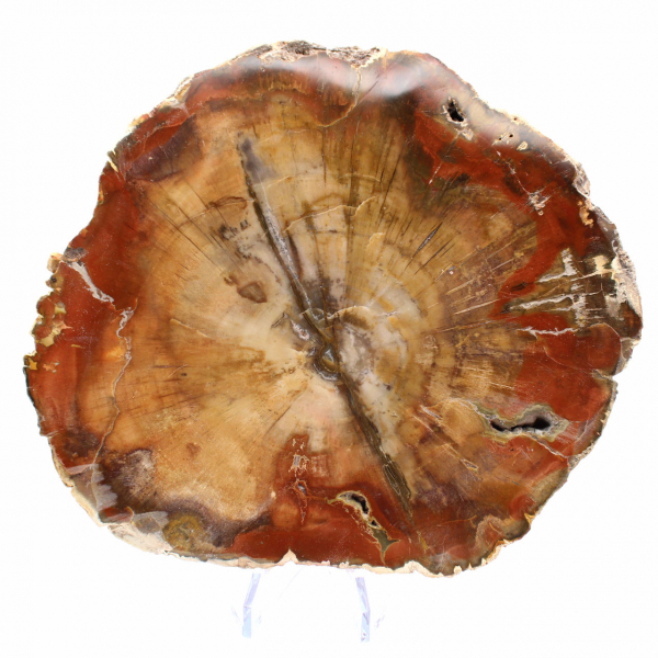 Fossilized Majunga Wood - Authentic Polished Slice