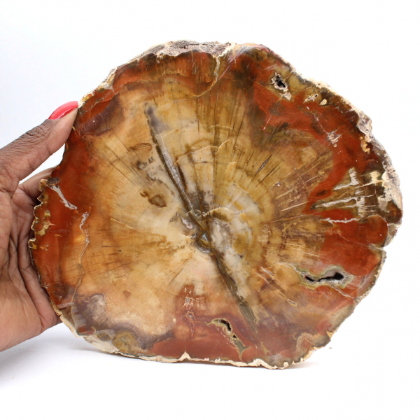Fossilized Majunga Wood - Authentic Polished Slice
