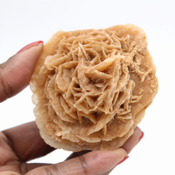 Moroccan desert rose: massive collector's rosette