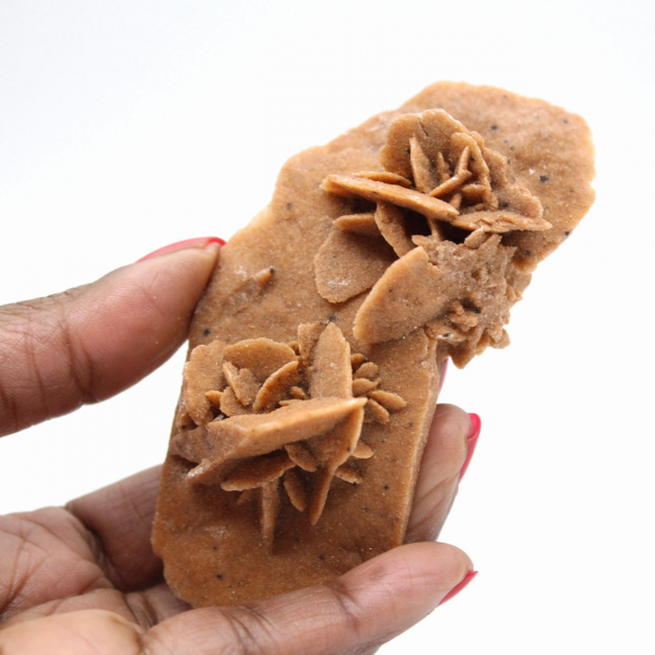 Elongated desert rose of Morocco: a geological specimen