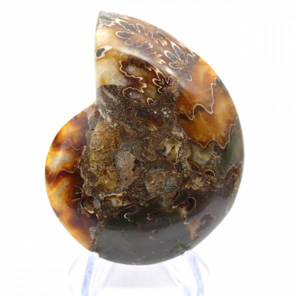 Ammonite from Madagascar with polished and unpolished face