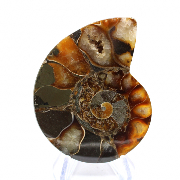 Ammonite from Madagascar with polished and unpolished face