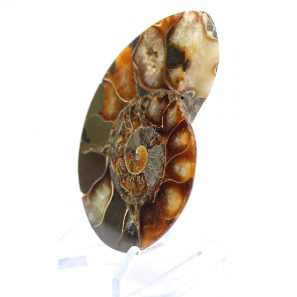 Ammonite from Madagascar with polished and unpolished face