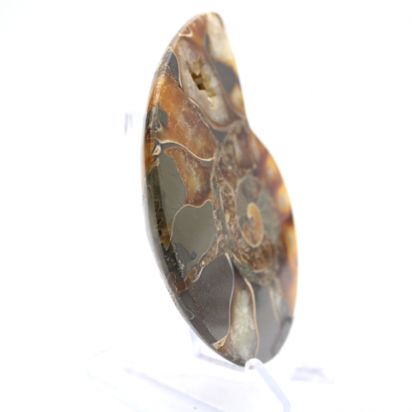 Ammonite from Madagascar with polished and unpolished face