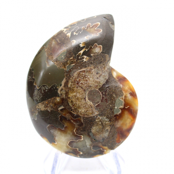 Polished Ammonite Fossil: Collector's Specimen