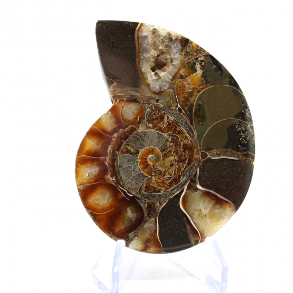 Polished Ammonite Fossil: Collector's Specimen