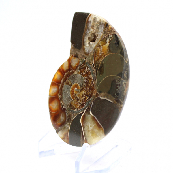 Polished Ammonite Fossil: Collector's Specimen