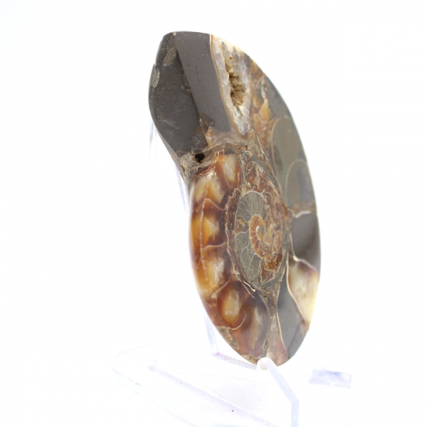 Polished Ammonite Fossil: Collector's Specimen